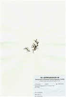 藏品(網狀球枝藻)的圖片